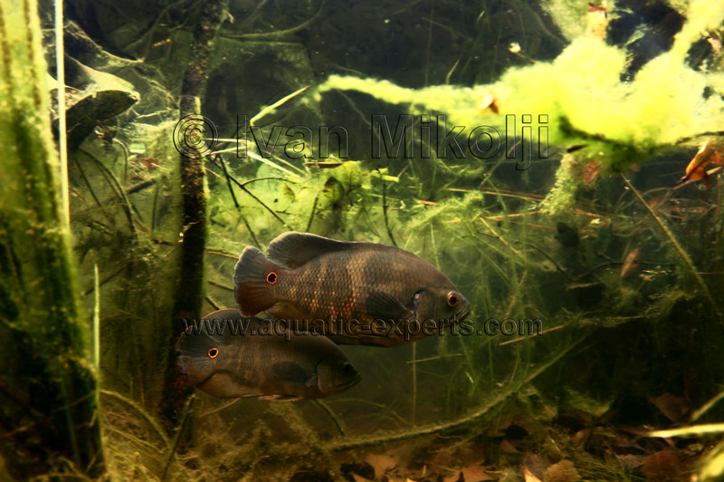 Astronotus ocellatus habitat